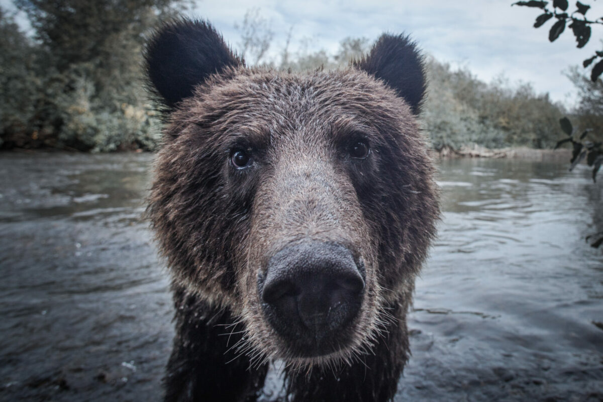 01012000 IMG 6124 Modifier