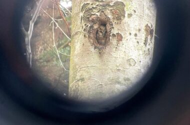 C’est la saison des petites chouettes de montagne