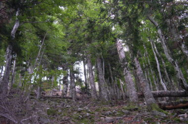 Rencontre des veilles branches