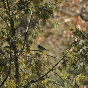 14juin Chtdesoiseaux GC