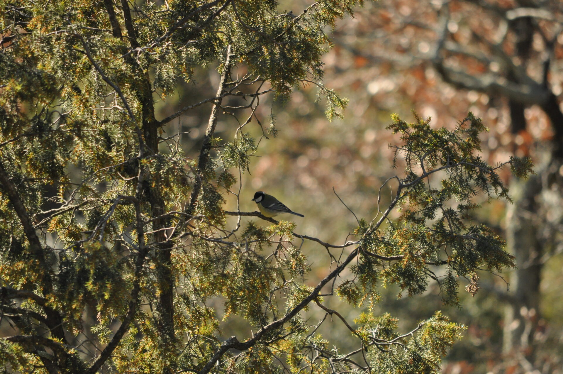 14juin Chtdesoiseaux GC