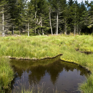 16 juillet Tourbière massif du TANARGUE crédit S Baur