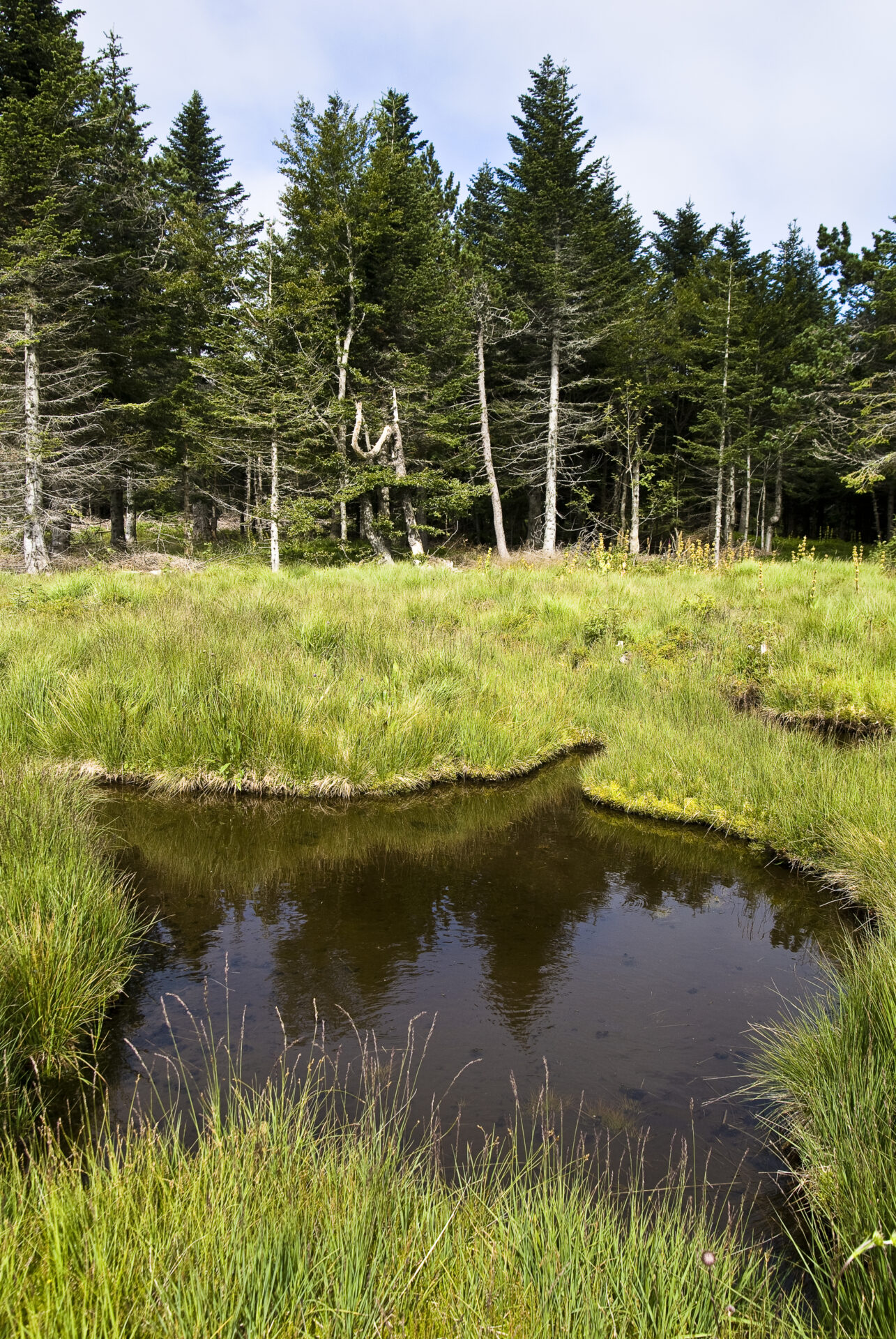 16 juillet Tourbière massif du TANARGUE crédit S Baur