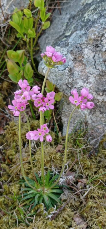 Flore de montagne