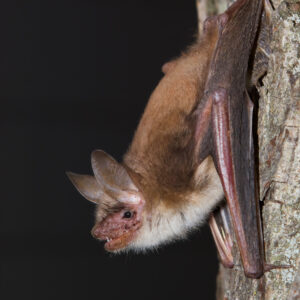 20 aout Murin de Bechstein Mario Bobertz