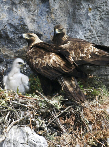 Préservation de la biodiversité