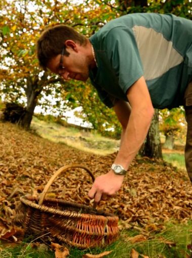 Reconquête de la châtaigneraie