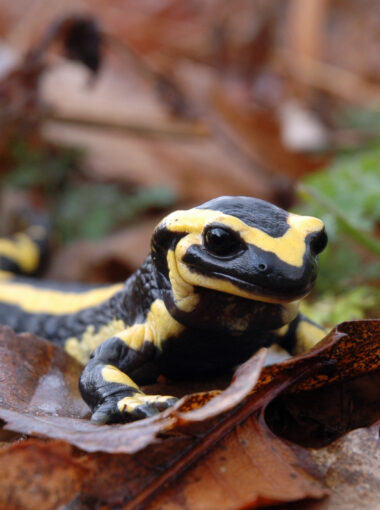 Où voir les biotrésors
