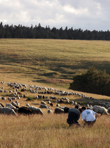 Agriculture