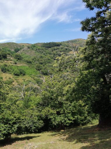 La châtaigneraie traditionnelle