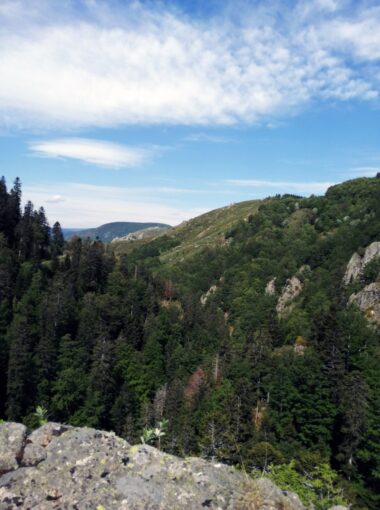 Forêt – Bois