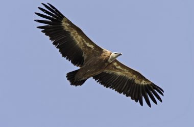 Philo-balade sur le Tanargue : vivre avec la part sauvage du monde