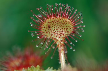 Les tourbières de pentes  du Mont Mézenc à la Rochette