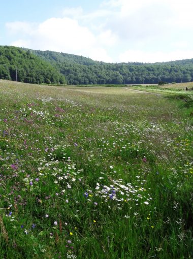 Les landes et prairies