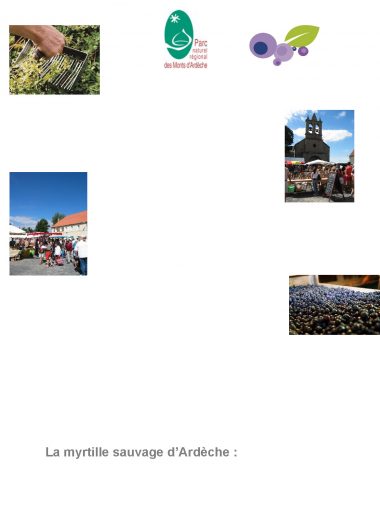 Synthèse sur la Myrtille sauvage d’Ardèche