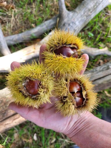 Lea châtaigne, le châtaignier et les castagnades