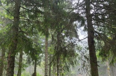 LES PIEDS DANS LE PARC – Aménagement des sentiers du Mézenc