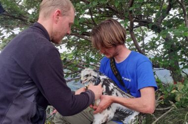 Baguage de 2 Aigles royaux sur les Monts d’Ardèche