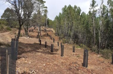 Plantation d’une collection nationale de cormier