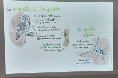 Bilan de la journée d’échange : Réserves Biologiques Intégrales