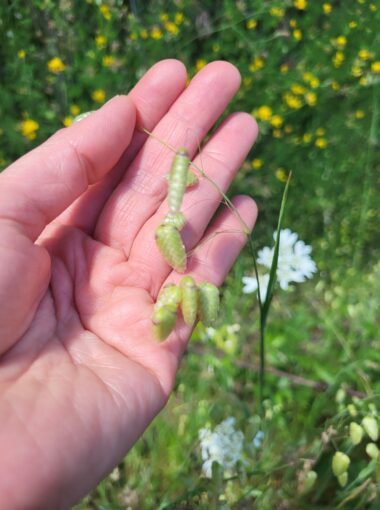 Les éducateurs à la nature – le réseau Pétale 07
