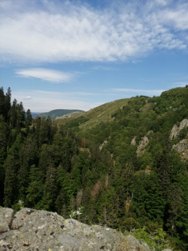 Montagne et foret