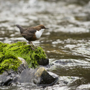 23 mai Cincle plongeur S R Miller