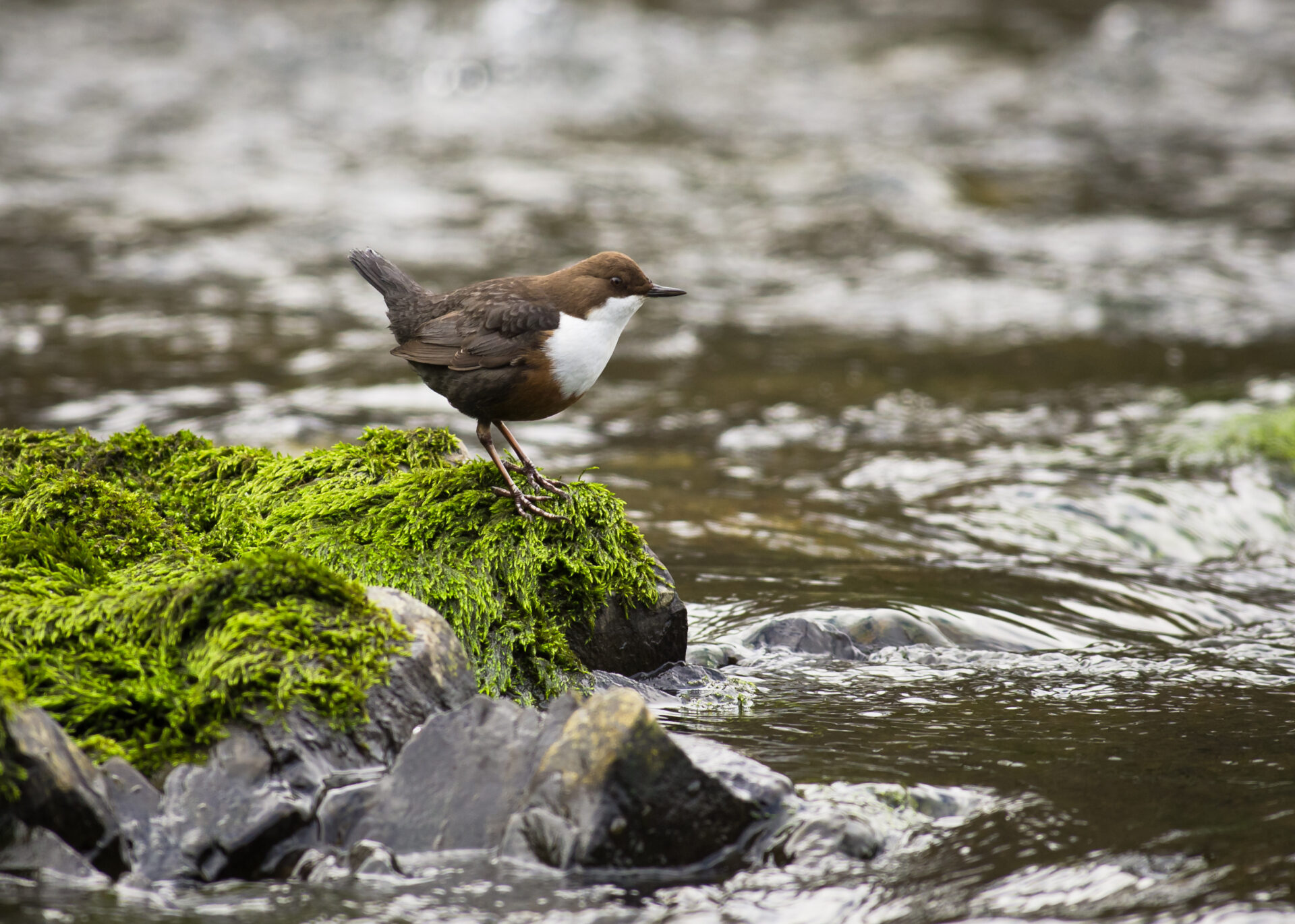23 mai Cincle plongeur S R Miller