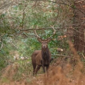 26 sept saint etienne de lugdarescerf