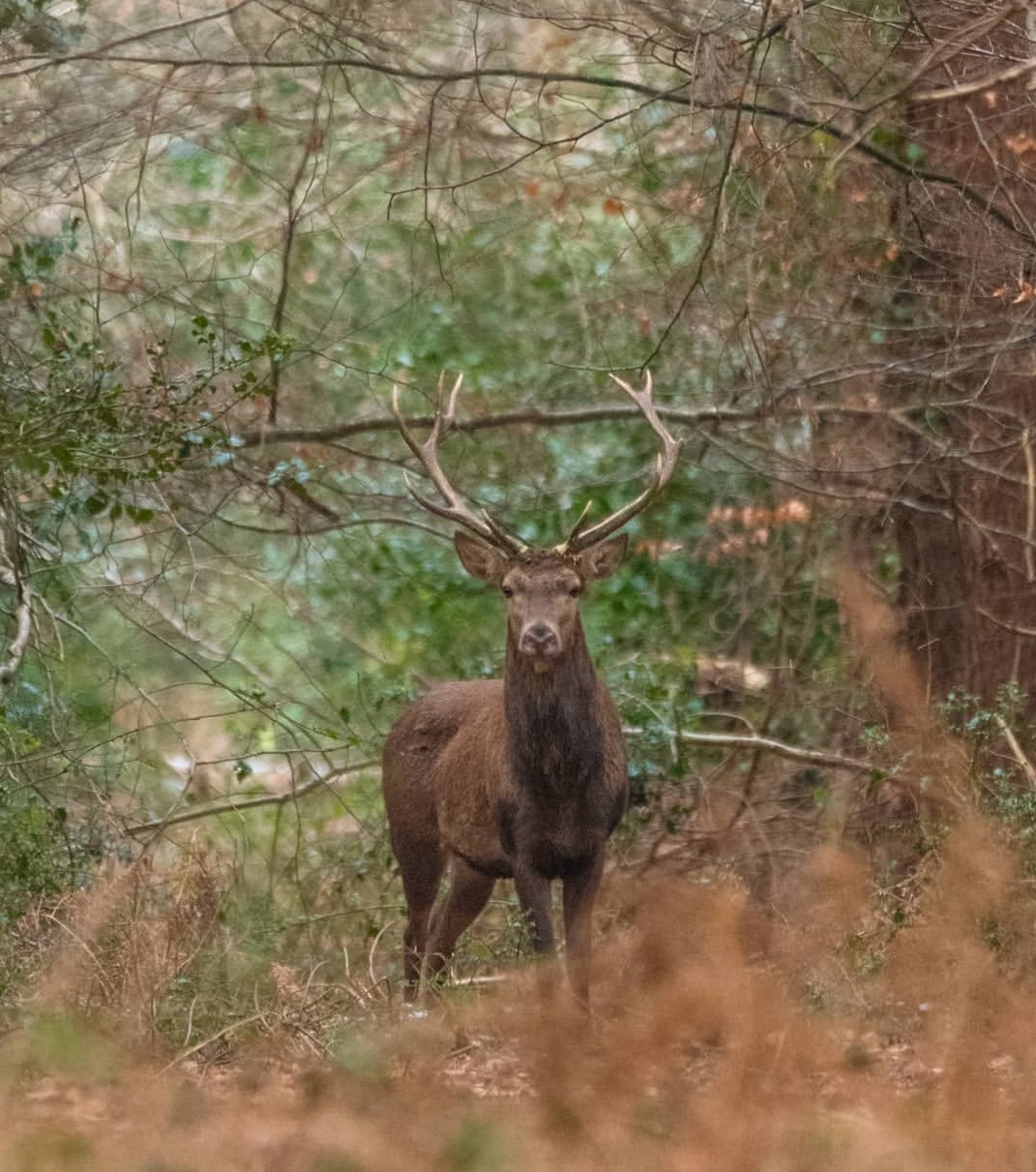 26 sept saint etienne de lugdarescerf