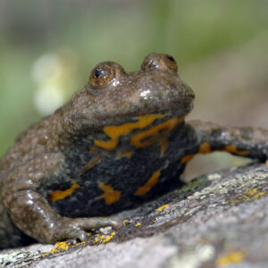 30 mai Sonneur à ventre jaune Nicolas Dupieux