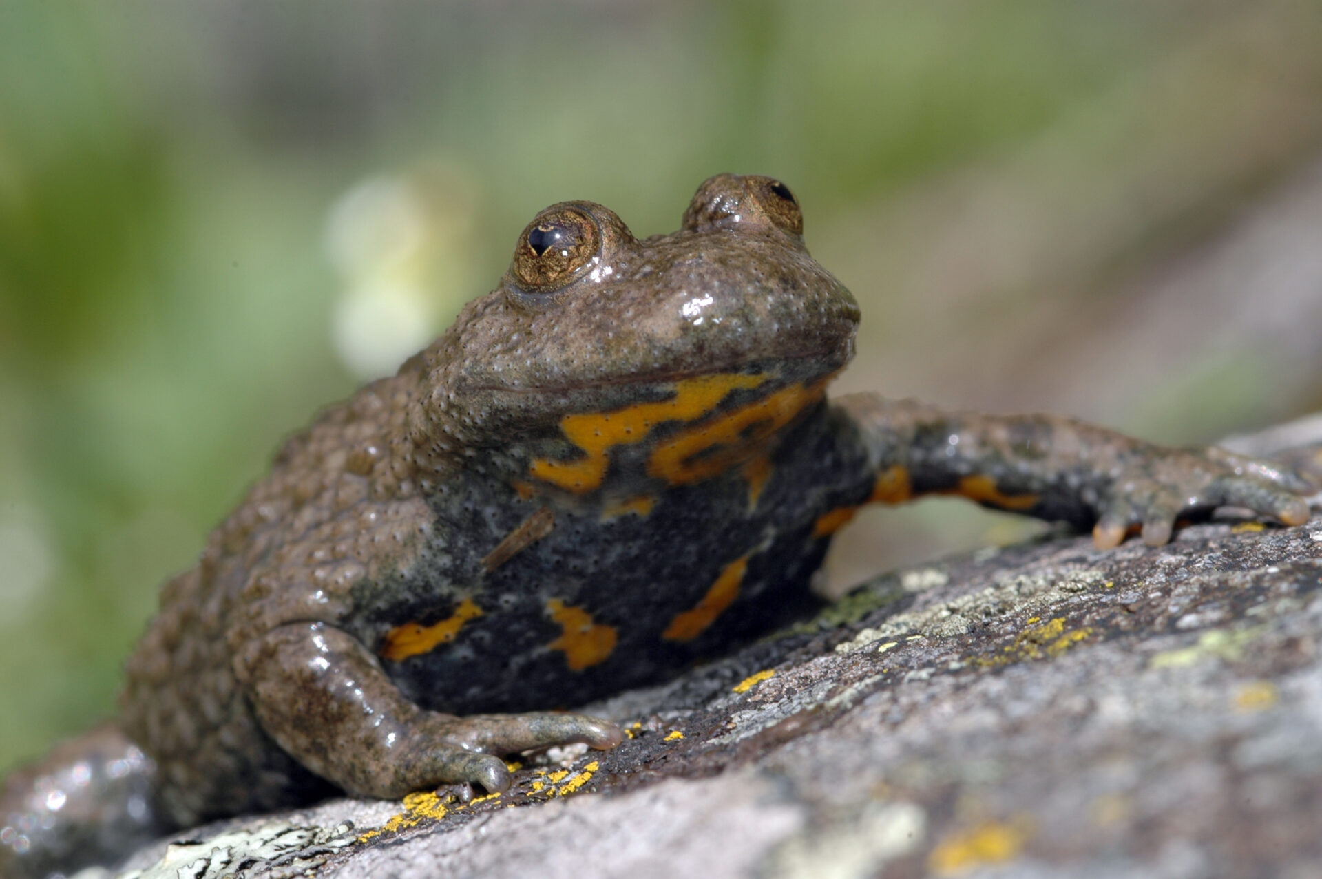 30 mai Sonneur à ventre jaune Nicolas Dupieux