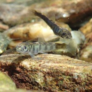 30 mai Thines Photos RIVEO (1)