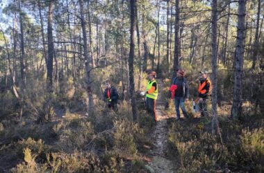 Favoriser le pin de Salzmann