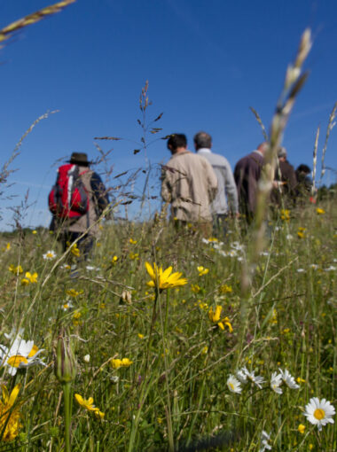 Préserver vos élevages et vos prairies avec TEHMA