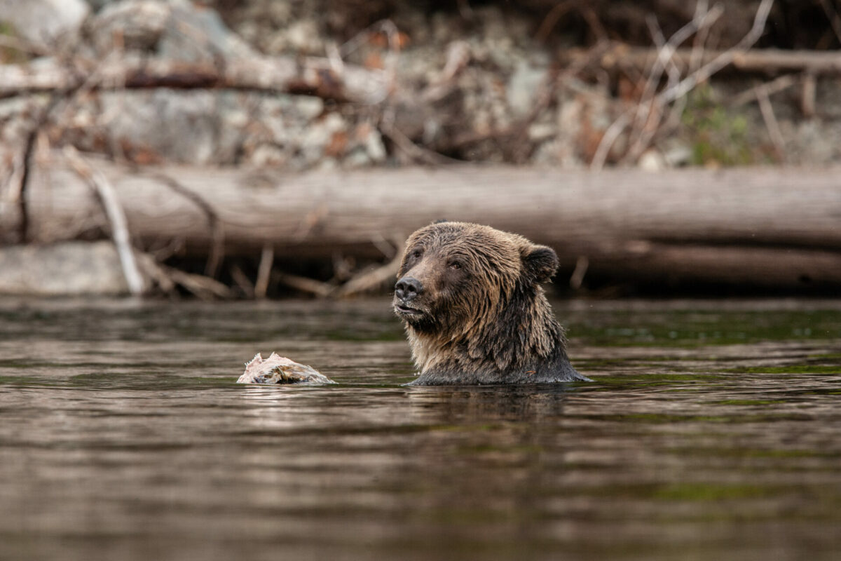 G Mazille expobellesbetes