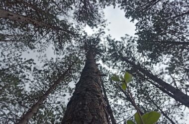 « Feu la forêt ». Un spectacle tout-terrain à la Maison du Parc