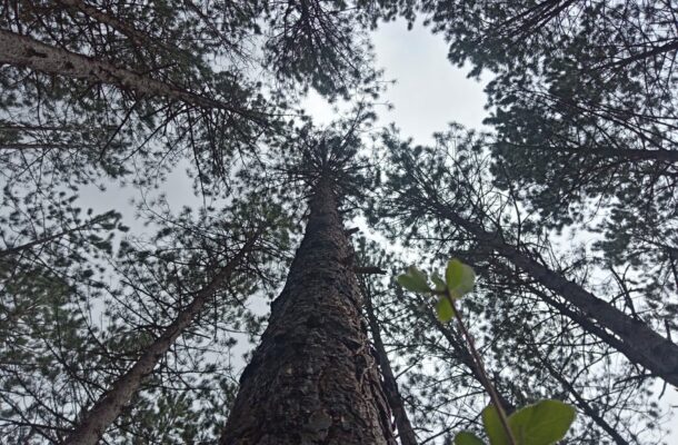 « Feu la forêt ». Un spectacle tout-terrain à la Maison du Parc
