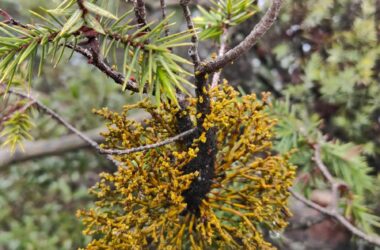 Réintroduction du Gui du cade