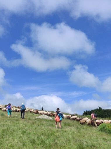 Changements climatiques