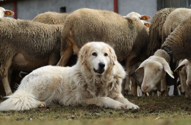 Projection d’un film sur les chiens de protection