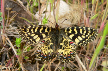 Randonnée accompagnée ouverte à tous: A la découverte des espaces naturels remarquables des Grads de Berrias