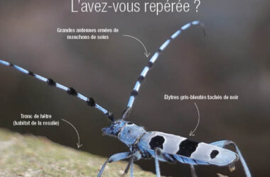 La Rosalie des Alpes a besoin de vous !