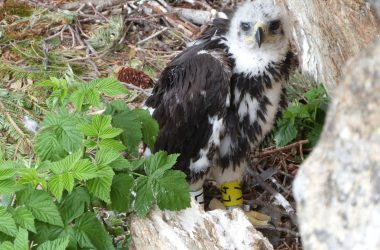 Un jeune aigle royal abattu sur le massif du Mézenc
