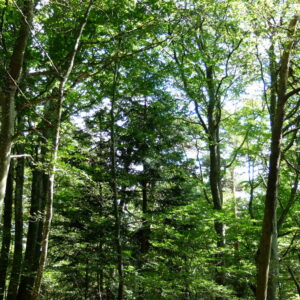 ambiance forestière F Figuière