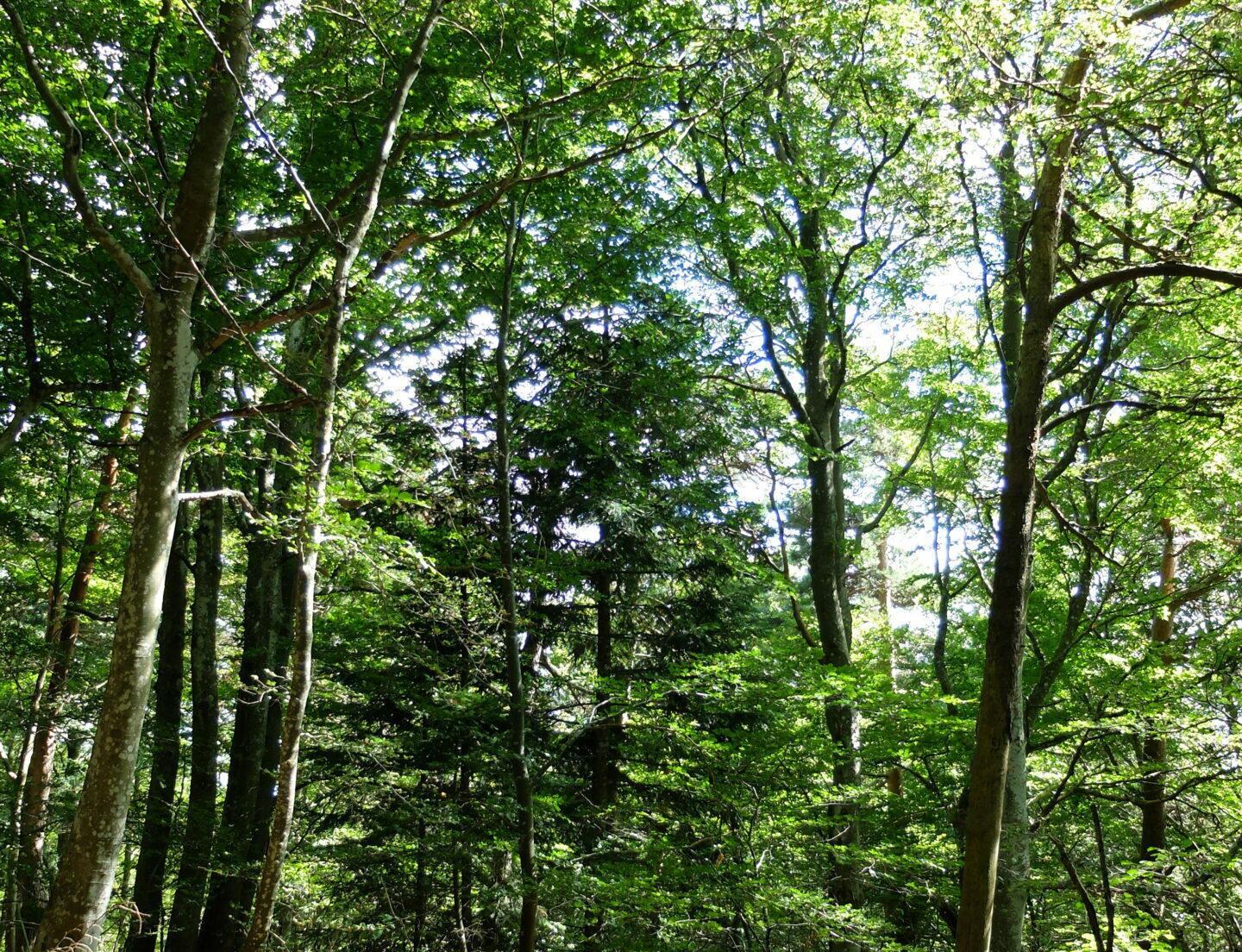 ambiance forestière F Figuière
