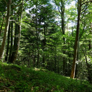 ambiance forestière F Figuière
