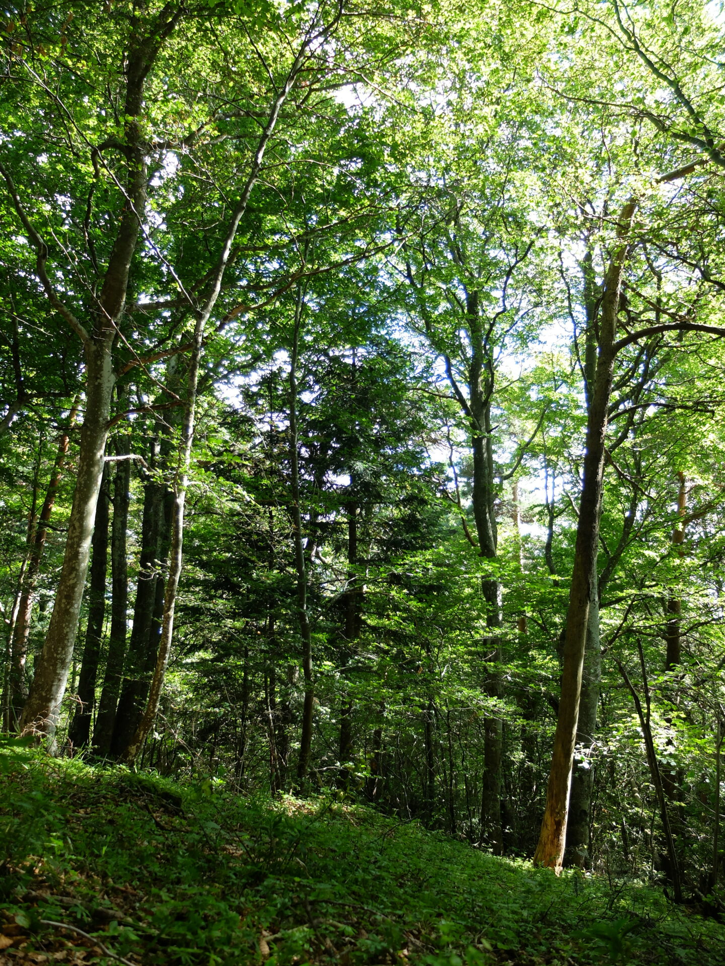 ambiance forestière F Figuière