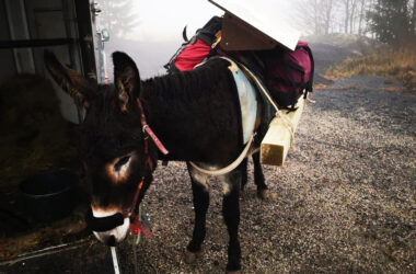 L’âne Pass Montagne à l’ascension du Montivernoux