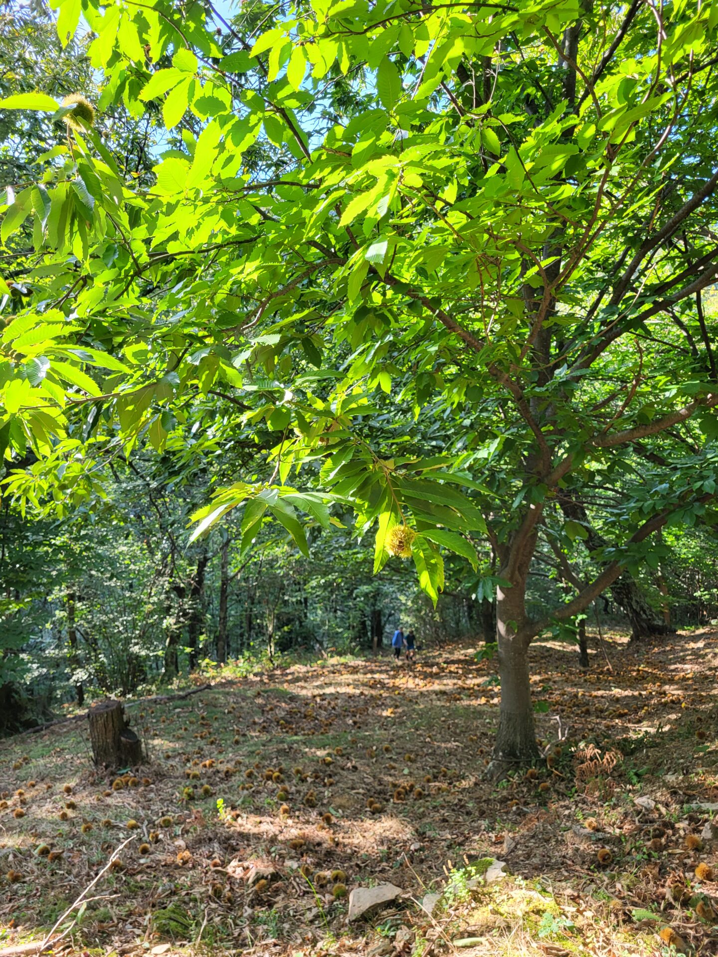 biodiv chataigne (2)